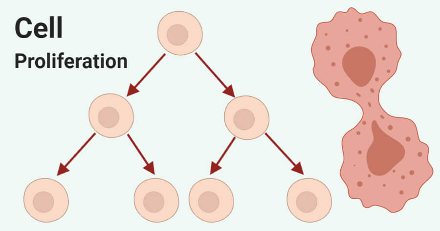 Cusabio Cell proliferation Recombinants